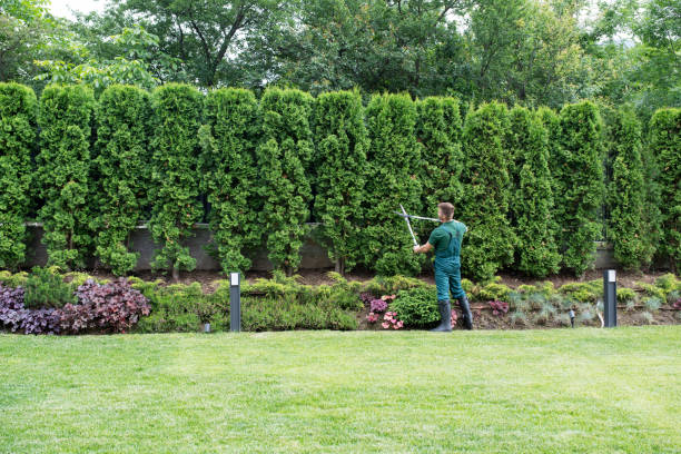 Best Lawn Renovation and Restoration  in Alton, IA