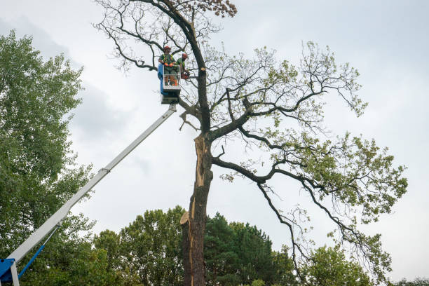 How Our Tree Care Process Works  in  Alton, IA