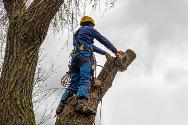 Trusted Alton, IA Tree Care Services Experts